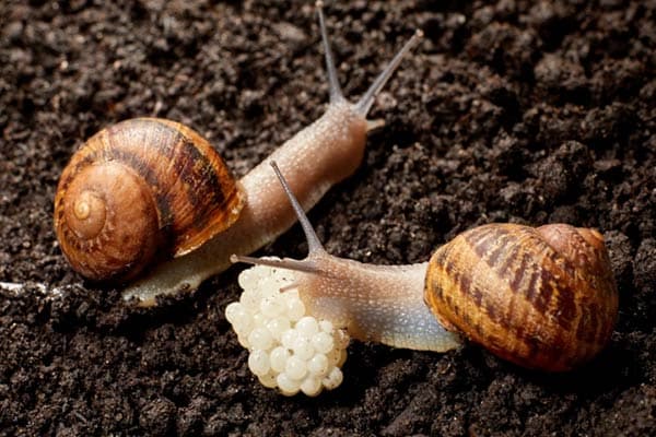 تصویر 1 از خرید و قیمت خاویار حلزون + فروش صادراتی
